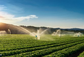 um-campo-de-plantas-verdes-sendo-regado-por-sprinkles-1